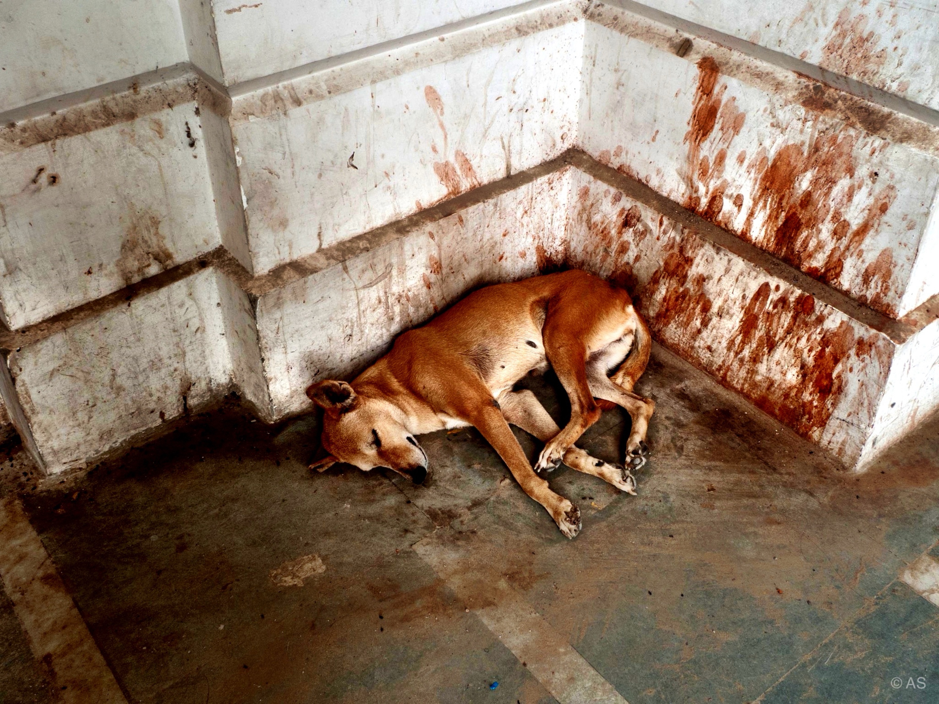 Street dog curled up asleep in a corner of stained white walls